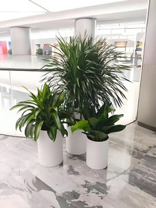 探寻鄞州植物租赁，解锁别样的自然风情